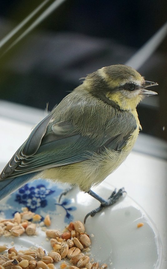 Wundersch&ouml;ne Tierwelt