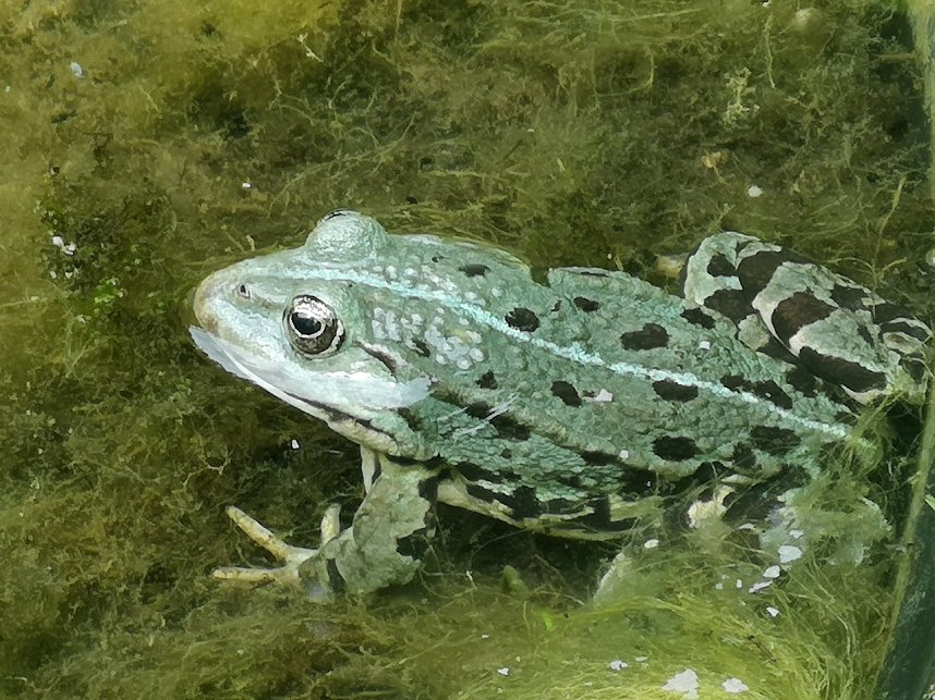 Wundersch&ouml;ne Tierwelt