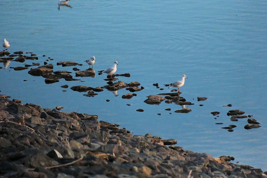 Peter Blei unterwegs am Stausee Kelbra