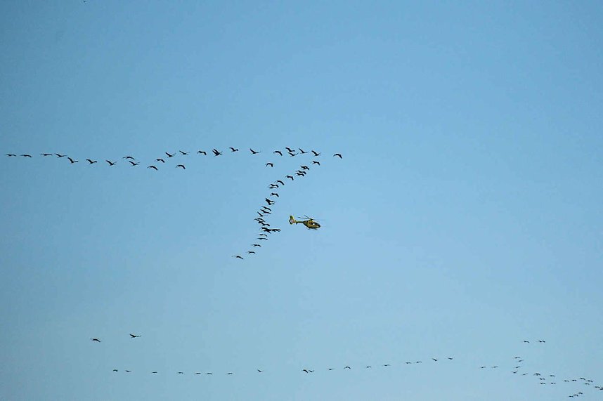Kraniche &uuml;ber dem S&uuml;dharz