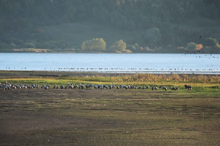 Kraniche &uuml;ber dem S&uuml;dharz