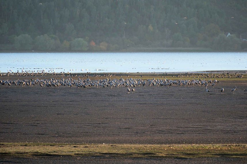 Kraniche &uuml;ber dem S&uuml;dharz