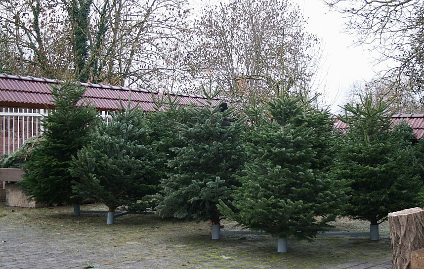 Weihnachtsbaumverkauf in Kelbra