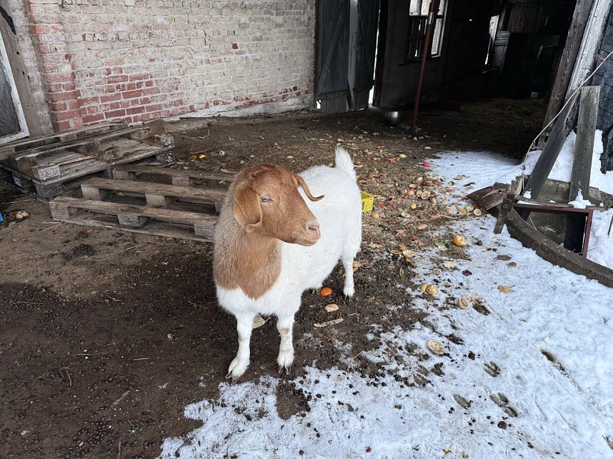Eine Tierhaltung im Landkreis Nordhausen wurde aufgel&ouml;st.