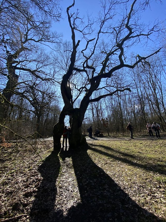 Der Wanderfebruar in der Hainleite