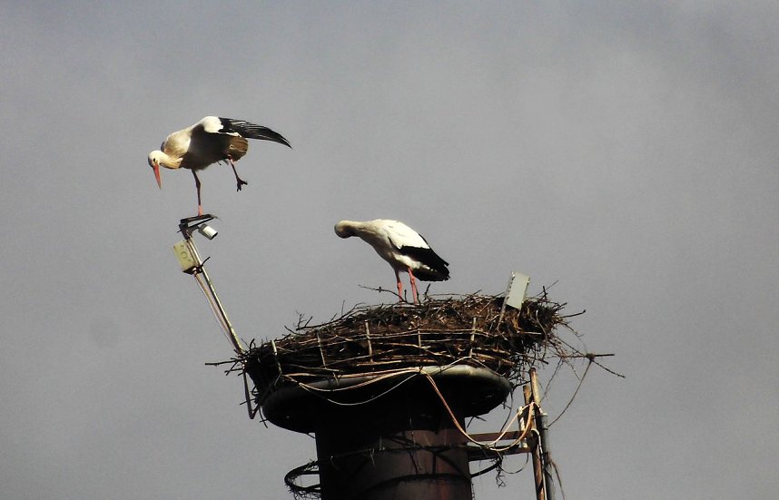 Eindr&uuml;cle vom 4. Storchenfest in Ro&szlig;la