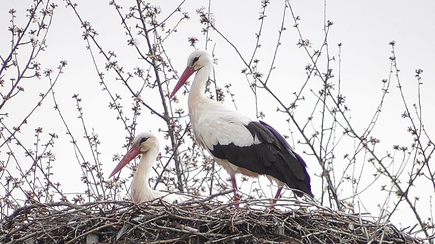 St&ouml;rche in der Goldenen Aue