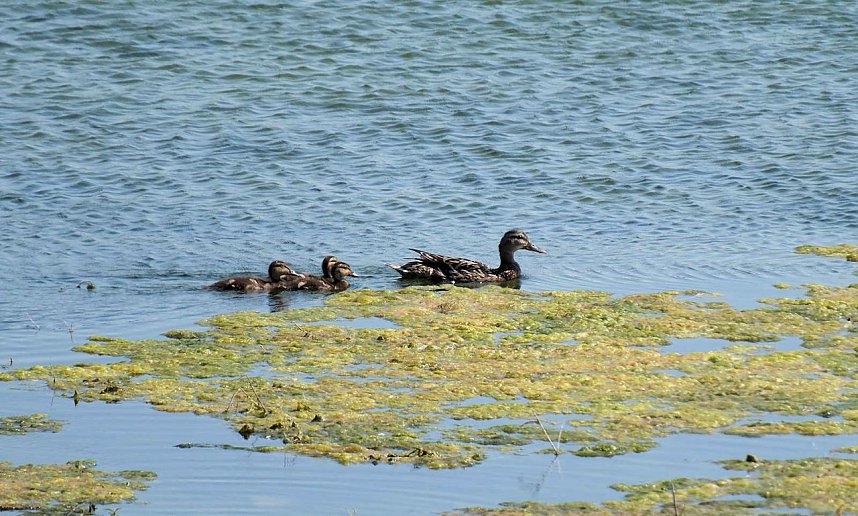 Impressionen vom Stausee Kelbra