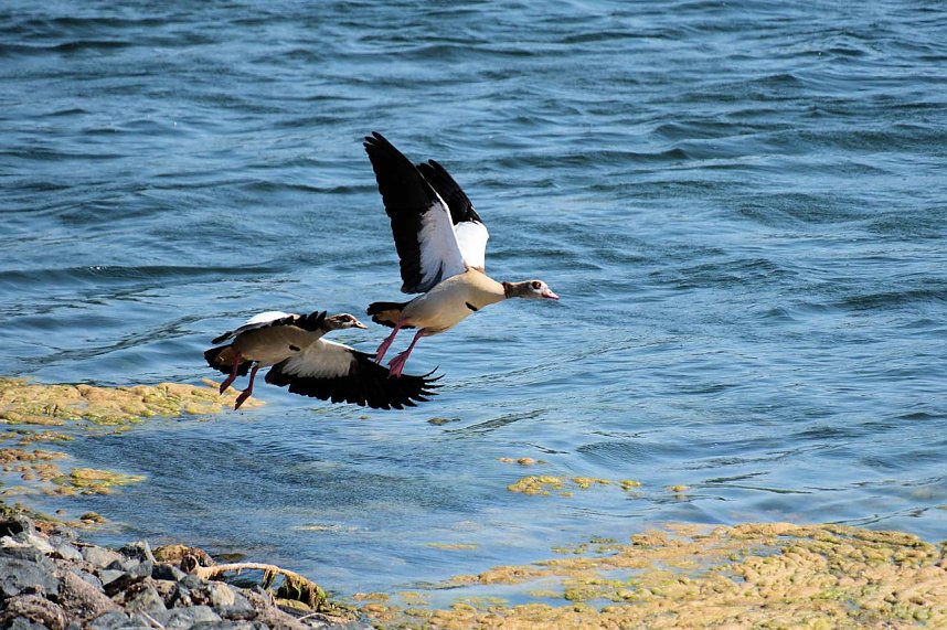 Impressionen vom Stausee Kelbra