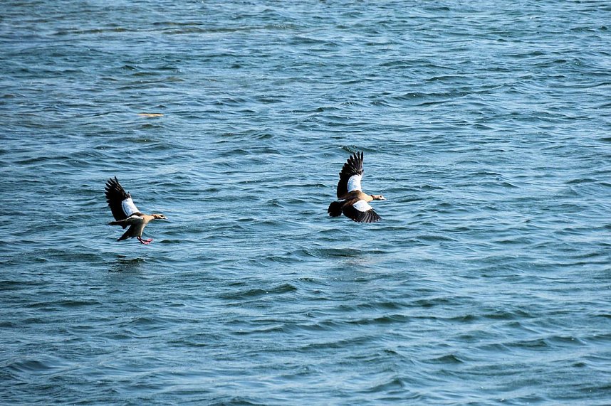 Impressionen vom Stausee Kelbra
