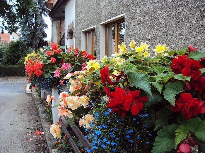 Frankenh&auml;user Bl&uuml;tensommer