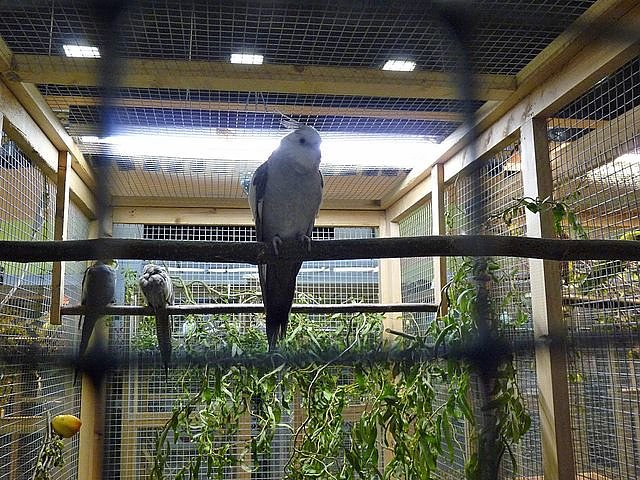 Vogelausstellung in Sondershausen