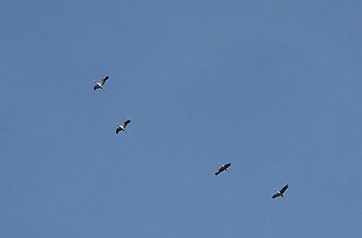 Kraniche &uuml;ber Friedrichsrode