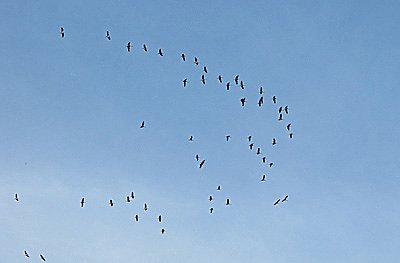 Kraniche &uuml;ber Friedrichsrode