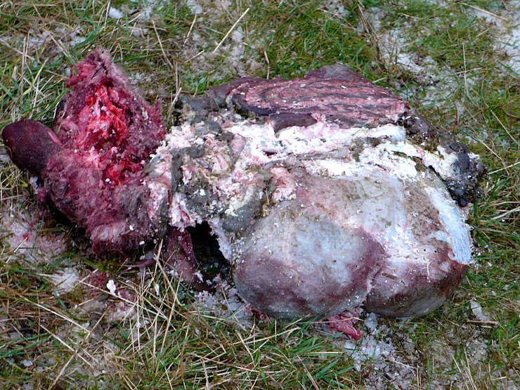 Totes Schaf auf der Haardt Bild 1