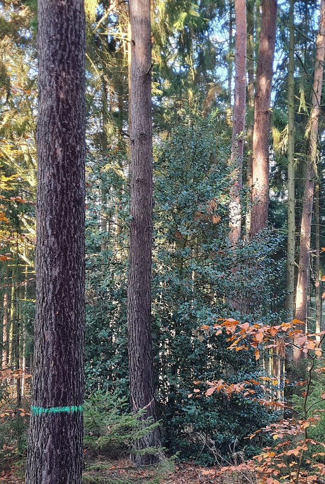 Bild: Ein seltener Baum in Th&uuml;ringens W&auml;ldern: Die Stechpalme � Baum des Jahres 2021. Der immergr&uuml;ne Laubbaum findet sich h&auml;ufiger in den milderen Klimaregionen Nord- und Westdeutschlands