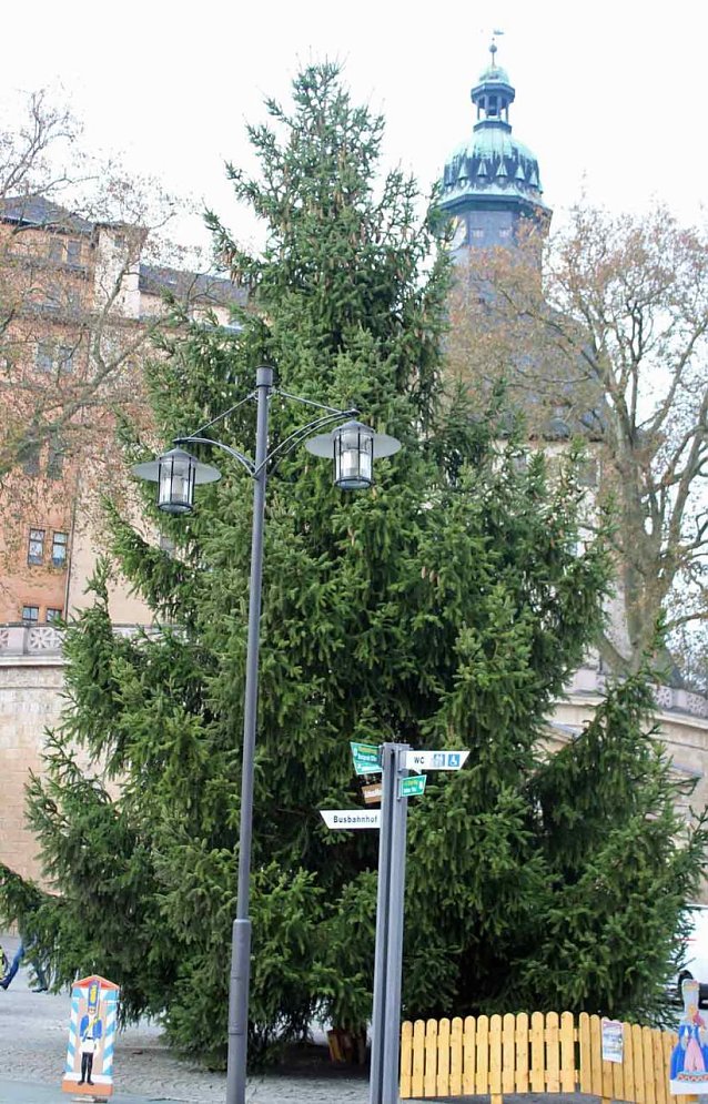 Bild: Weihnachtsbaum steht